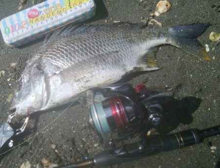 謎の巨大魚(^^)正体はエイ