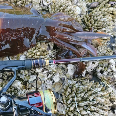 (対馬)墨族釣果投稿