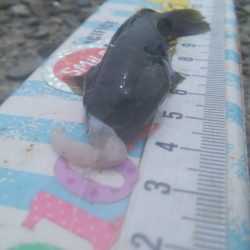 ハゼ釣り楽しいデス(^^)