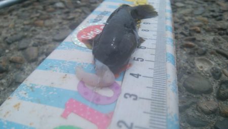 ハゼ釣り楽しいデス(^^)