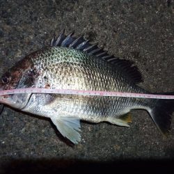 2022/05/06 南港ライトゲーム釣行