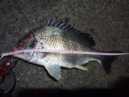 2022/05/06 南港ライトゲーム釣行