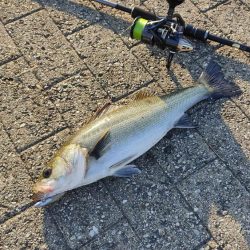 シーバス楽しい。