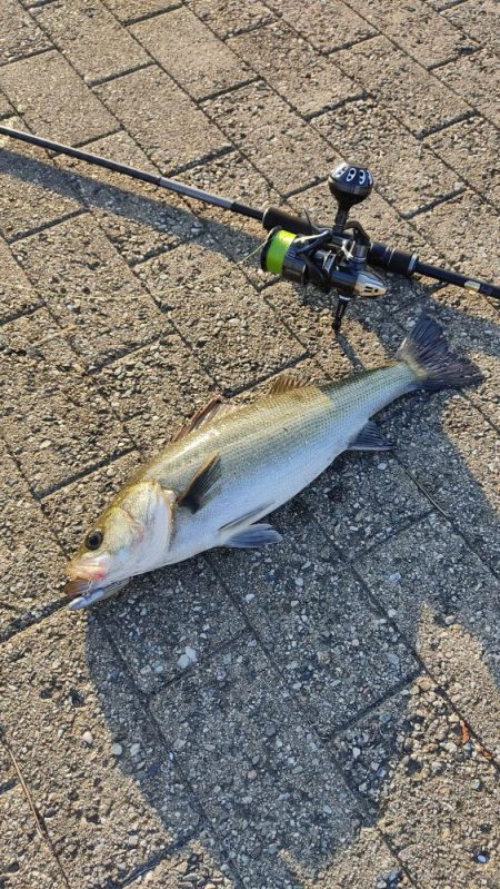 シーバス楽しい。