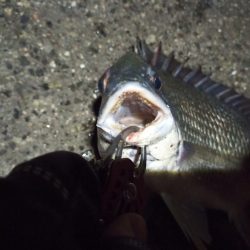 2022/05/07 南港ヘチ釣り釣行