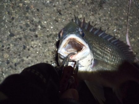 2022/05/07 南港ヘチ釣り釣行