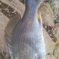 デイ　チニング絶好調( ^o^)