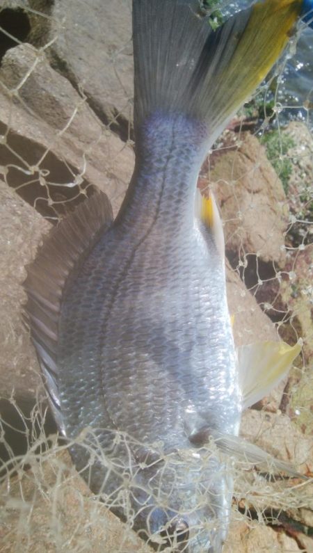 デイ　チニング絶好調( ^o^)