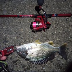 2022/05/10 南港 早朝ライトゲーム釣行