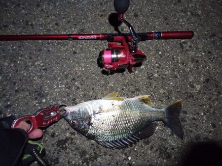 2022/05/10 南港 早朝ライトゲーム釣行