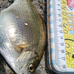 色々釣れて楽しかったデス(^^)