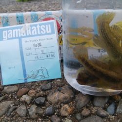 ♡ハゼ釣りは楽しいデス♡