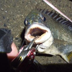 2022/05/11 南港ヘチ釣り釣行