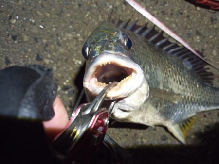 2022/05/11 南港ヘチ釣り釣行