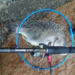 キビレ釣り(^^)楽しいデスね!