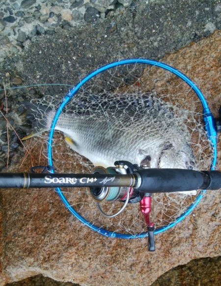 キビレ釣り(^^)楽しいデスね!