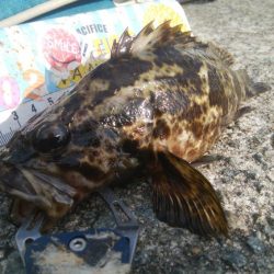 ライトゲーム(^^)楽しいデス♡♬♬♬