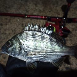 2022/05/14 南港ライトゲーム釣行