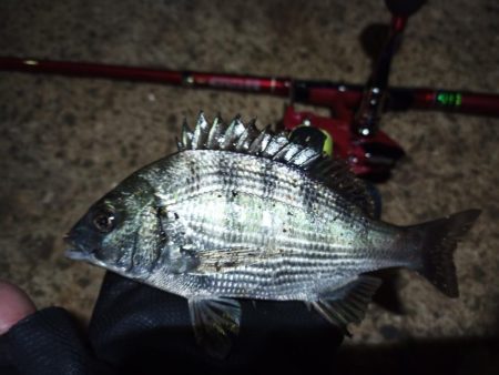 2022/05/14 南港ライトゲーム釣行…