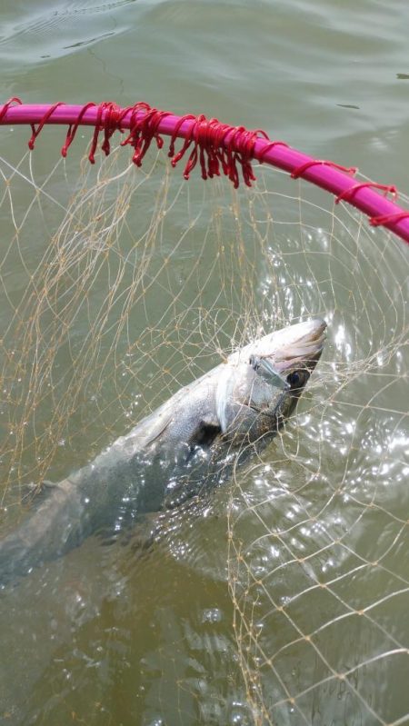 連日のシーバス