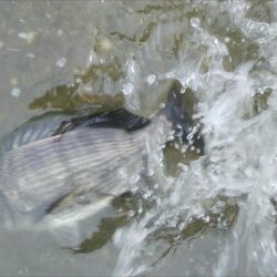 キャスティングキビレゲーム(^^)