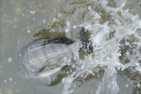 キャスティングキビレゲーム(^^)