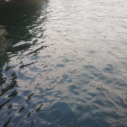 バチ抜けシーバス狙い