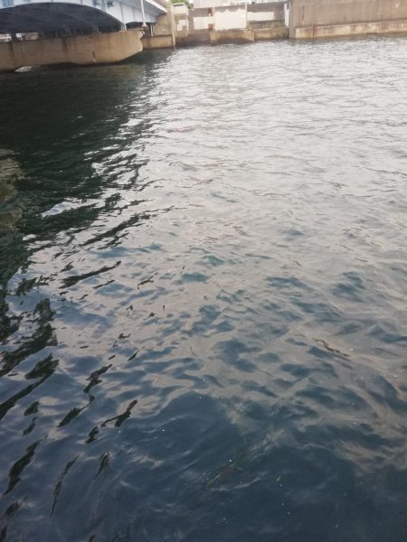 バチ抜けシーバス狙い