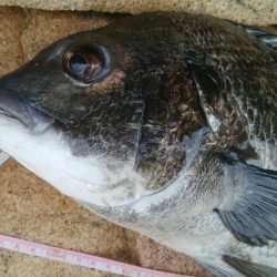 14匹Get!チヌ・キビレ(^^)