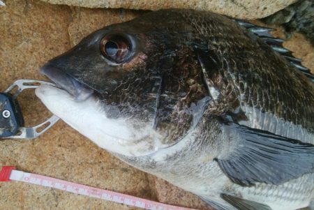 14匹Get!チヌ・キビレ(^^)