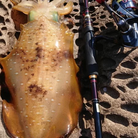 墨族釣果投稿⑧