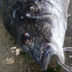 今日も釣り日和(^^)