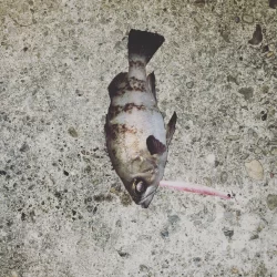 バチ抜けシーバス初釣果