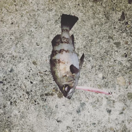 バチ抜けシーバス初釣果