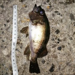 アジの回遊ありました