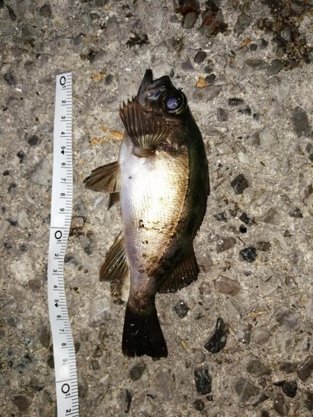 アジの回遊ありました