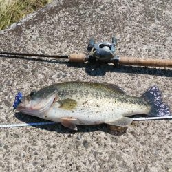 レイトスポーン