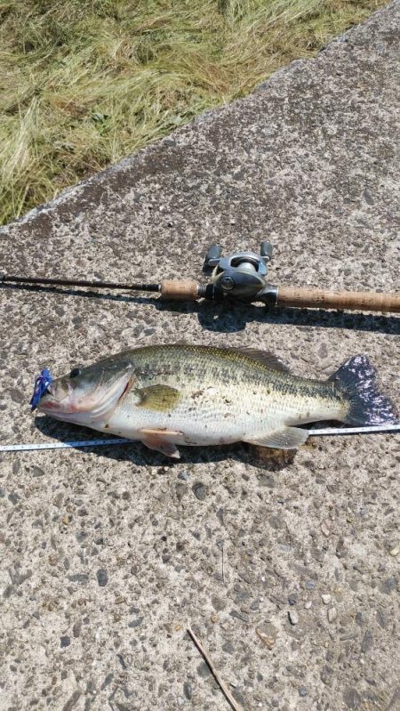 レイトスポーン