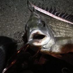 2022/05/18 南港ライトゲーム釣行