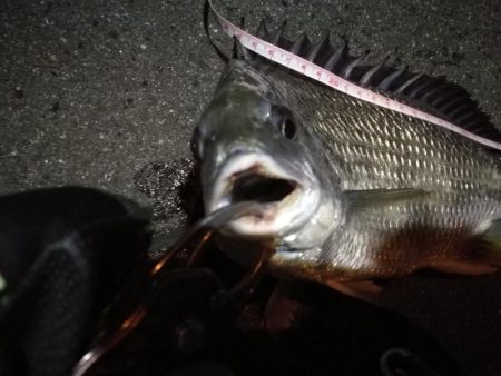 2022/05/18 南港ライトゲーム釣行