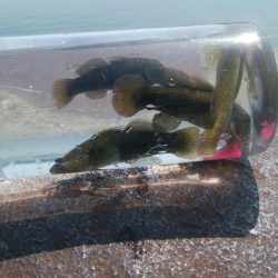 ライトゲーム(^^)楽しいデス♡♬♬♬