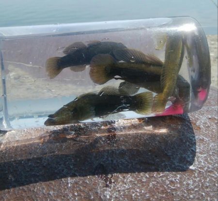 ライトゲーム(^^)楽しいデス♡♬♬♬