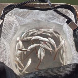 2022/05/19 大阪市内河川 稚鮎釣り