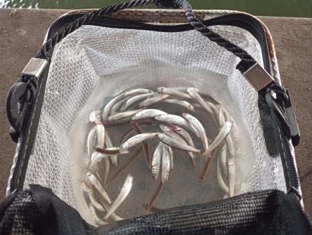 2022/05/19 大阪市内河川 稚鮎釣り