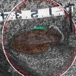 初イカ記録更新