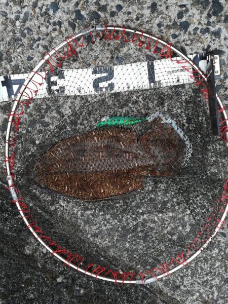 初イカ記録更新