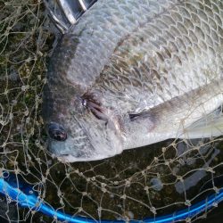 キビレ釣りは楽しい(^^)