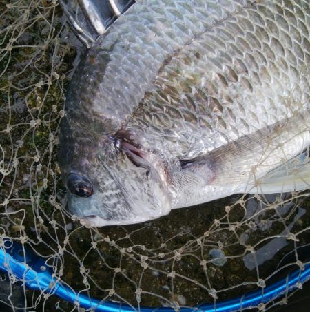 キビレ釣りは楽しい(^^)