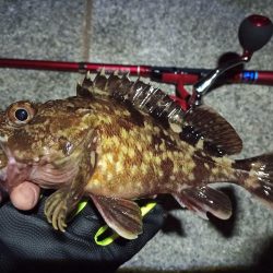 2022/05/20 南港ライトゲーム釣行 ~短時間~