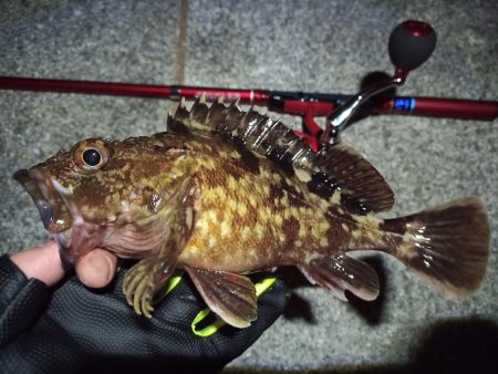 2022/05/20 南港ライトゲーム釣行 ~短時間~